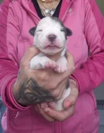 American bully xl s PP