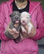 American bully xl s PP