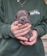 American bully xl s PP