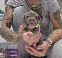 American bully xl s PP