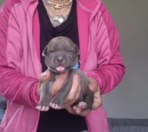 American bully xl s PP