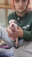 American bully xl s PP