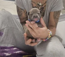 American bully xl s PP