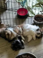 Prodám štěňátka Lhasa Apso