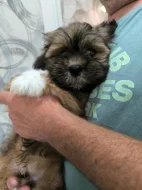 Prodám štěňátka Lhasa Apso
