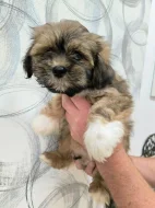 Prodám štěňátka Lhasa Apso