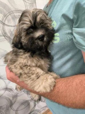 Prodám štěňátka Lhasa Apso