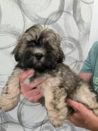 Prodám štěňátka Lhasa Apso