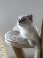 Skotský klapouchý kocourek