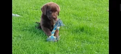 Labrador