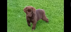 Labrador