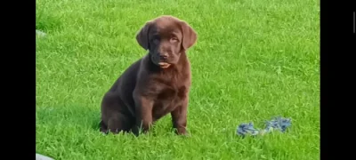 Labrador