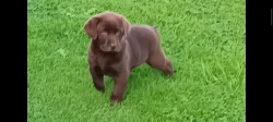 Labrador