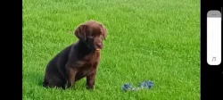 Labrador