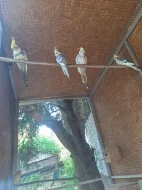 Korelky andulky papousek zpevavy