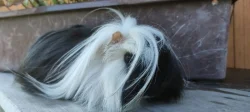 Mazlivá samička morčátka