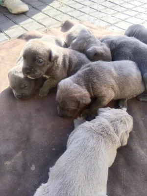 Cane Corso