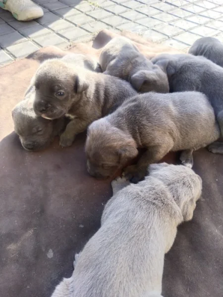 Cane Corso