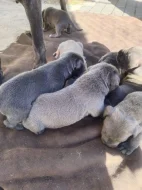 Cane Corso