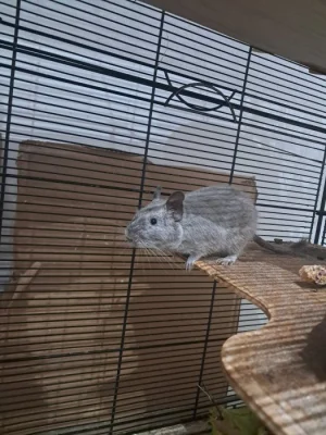 Osmák Degu