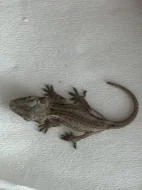 Prodám mláďata Rhacodactylus auriculatus