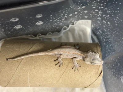 Prodám mláďata Rhacodactylus auriculatus