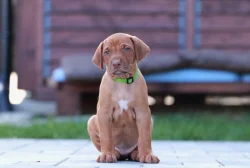 Rhodéský Ridgeback štěňátka s PP - CHs Gaudiwa Musana