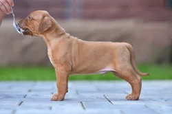 Rhodéský Ridgeback štěňátka s PP - CHs Gaudiwa Musana