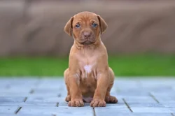 Rhodéský Ridgeback štěňátka s PP - CHs Gaudiwa Musana