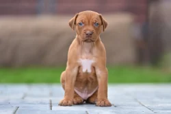 Rhodéský Ridgeback štěňátka s PP - CHs Gaudiwa Musana