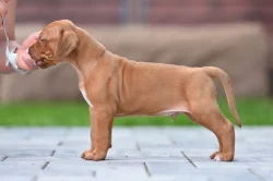 Rhodéský Ridgeback štěňátka s PP - CHs Gaudiwa Musana
