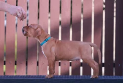 Rhodéský Ridgeback štěňátka s PP - CHs Gaudiwa Musana
