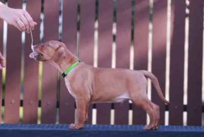 Rhodéský Ridgeback štěňátka s PP - CHs Gaudiwa Musana