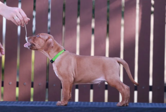 Rhodéský Ridgeback štěňátka s PP - CHs Gaudiwa Musana