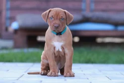 Rhodéský Ridgeback štěňátka s PP - CHs Gaudiwa Musana