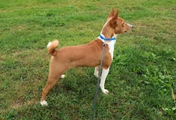 Basenji - prodám pejska bez pp