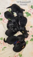 Německý vlčí špic Keeshond štěňata s PP