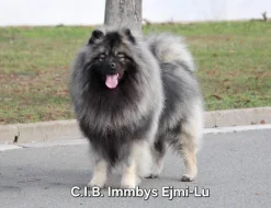 Německý vlčí špic Keeshond štěňata s PP