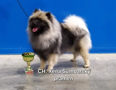 Německý vlčí špic Keeshond štěňata s PP