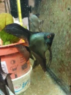skalára amazonská pinoy green ghost