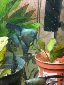 skalára amazonská pinoy green ghost