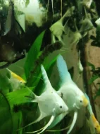 skalára amazonská pinoy green ghost