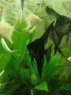 skalára amazonská pinoy green ghost
