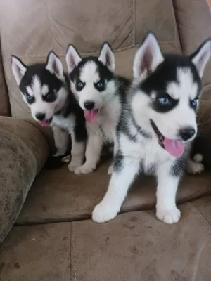 Zdarma dárek štěňata sibiřského huskyho k adopci