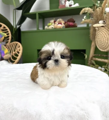 Dárek štěňátka shih tzu k adopci zdarma