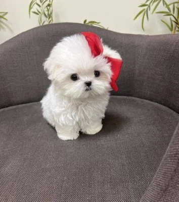  Zdravá štěňátka maltézáka a fenky k adopci zdarma