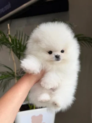 Rozkošná bezplatná štěňata pomeranianů na dárek