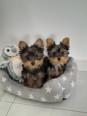 Dárek zdarma Dvě štěňata Yorkie k adopci zdarma