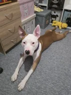 Daruji pejska Montyho