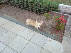 Welsh Corgi